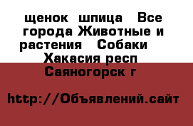 щенок  шпица - Все города Животные и растения » Собаки   . Хакасия респ.,Саяногорск г.